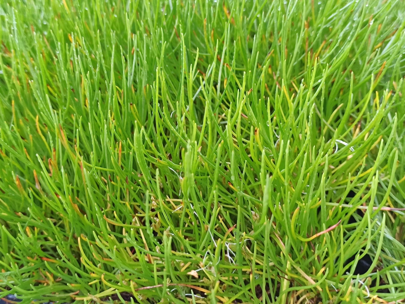 Strandling - Littorella uniflora, Bild 2